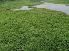 -荷塘月色湿地公园·向阳花洲