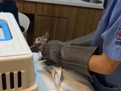 -御宝贝·A梦猫科宠物医院(国际猫友好医院)