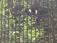 -新加坡飞禽公园