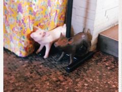 -我那覇豚肉店(カフーナ旭橋店)