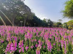 -顺峰山公园