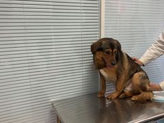 -瑞派福兴宠物医院犬猫全科·骨科·中西医结合(河东店)