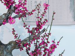 -颐和园