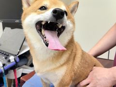 -美联众合动物医院·24h京西诊疗中心