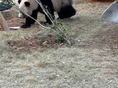 -灵玲国际马戏城