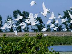-北海金海湾红树林生态旅游区