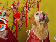 -超宠爱宠物摄影-Super pet