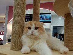 -喵园·猫主题咖啡厅·撸猫·猫咖(国贸店)