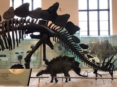 -美国自然历史博物馆