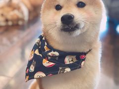 -豆柴町-柴犬主题狗咖(红鼎国际C座店)