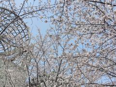 -高东镇樱花园