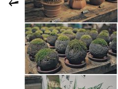 -植觉
