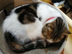 -小时光咖啡馆(开森度假森林店)
