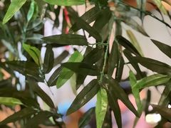 -龙泉人椰子鸡.糟粕醋.海南菜(三亚旗舰店)