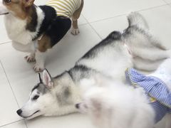 -怪兽屋·羊驼·猫咖·狗咖(俊华广场店)