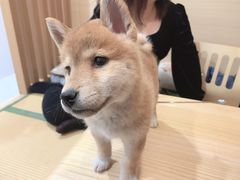 -柴犬小屋·柴餐厅·狗咖食堂(金鼎广场店)