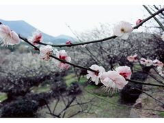 -香雪海