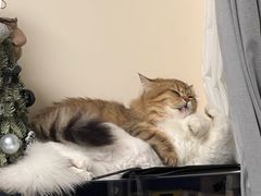 -飞行喵MR PILOT|猫舍·猫咖(静安大融城店)