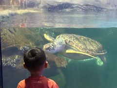 -海合安武汉极地海洋公园