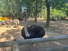 -大连森林动物园