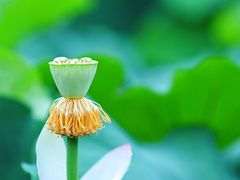 卡布奇诺-莫催咖啡