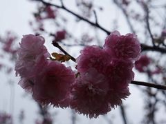 -天适樱花悠乐园