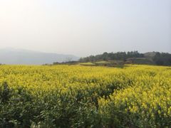 iphone_upload_pic-桑洲油菜花景区