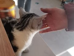 -瑞派长江宠物医院·猫科·外科·24小时夜护(谊城公寓分院)