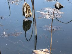 -映月湖公园