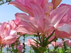 -杭州湾海上花田景区