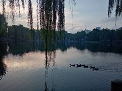 -百花洲