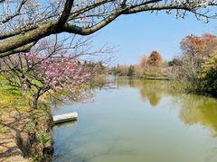 -上海海湾国家森林公园