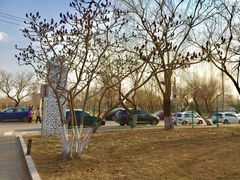 -丁香湖公园