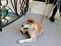 -喜柴咖啡·柴犬狗咖