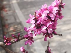 -翠府(翠湖北路店)