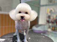 -爱宠屋pet shop·宠物洗澡·宠物美容