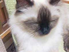 -猫和宫(六道口店)