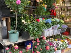 -溪岸路花鸟市场