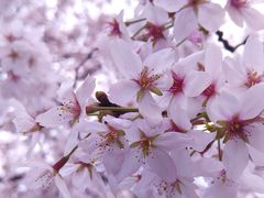 樱花-上海体育场(地铁站)