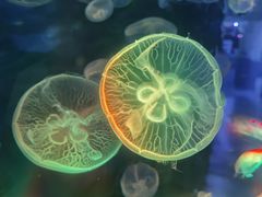 -南昌融创海世界