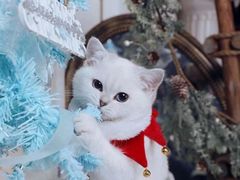 -超宠爱宠物摄影-Super pet