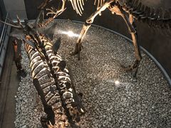 -陕西自然博物馆