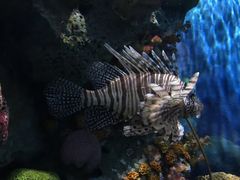-暹罗海洋世界