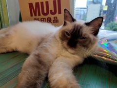 -喵喵咪呀布偶猫咖(春熙路店)