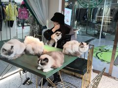 -喵喵咪呀布偶猫咖(春熙路店)