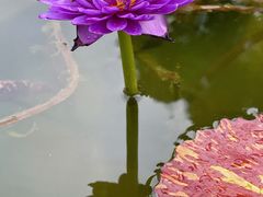 -荷塘月色湿地公园·向阳花洲