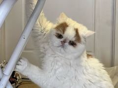 -肖四女乐山跷脚牛肉(世博源店)