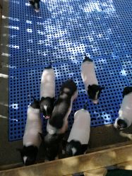 点击看大图 -萌宠亲子动物乐园(槐房万达店)