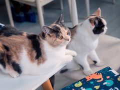 -喵的天空名猫咖啡馆·撸猫·猫舍·用品