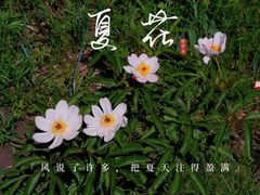 -乌拉盖芍药谷景区